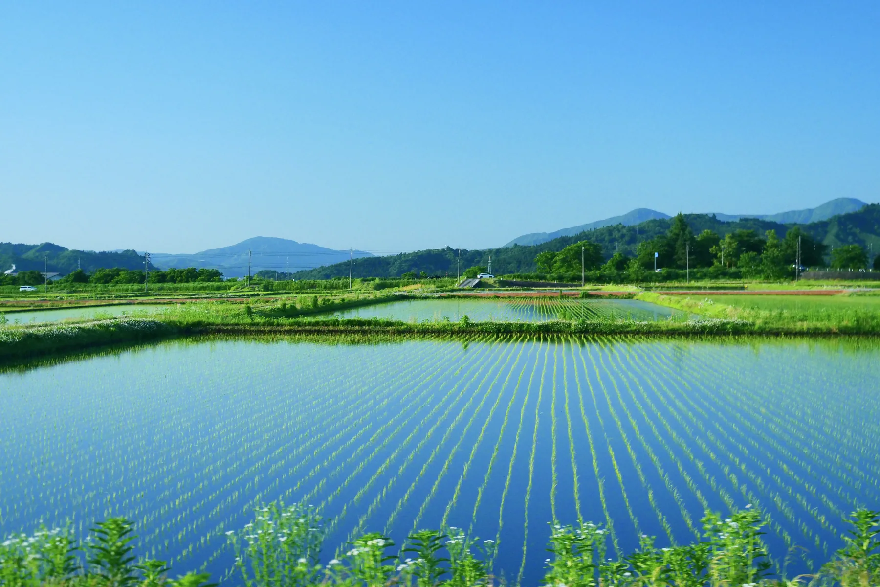水を張った田に空が映る